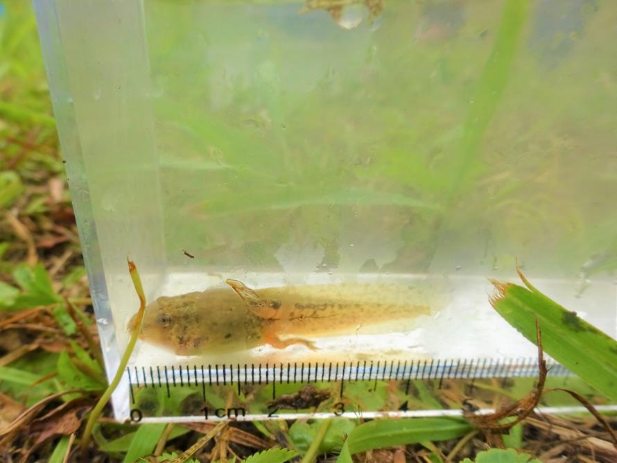 白石生き物調査5
