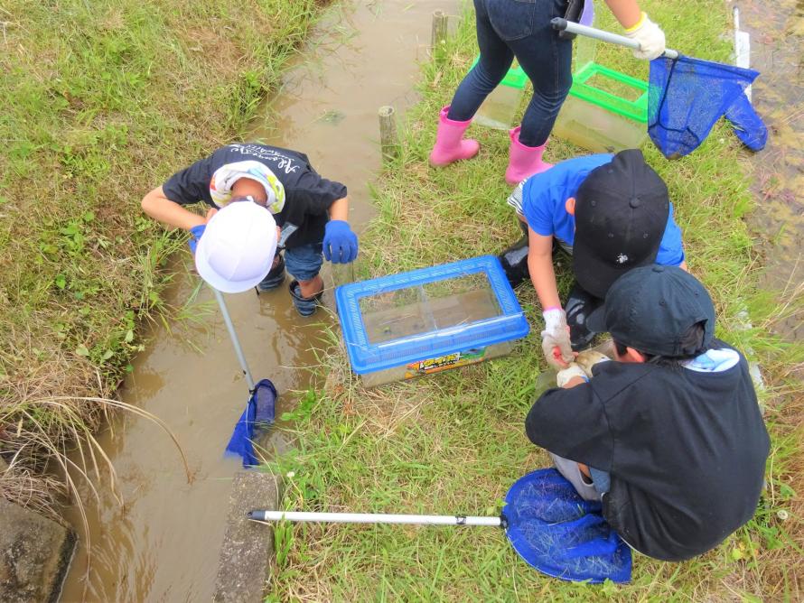 白石生き物調査4