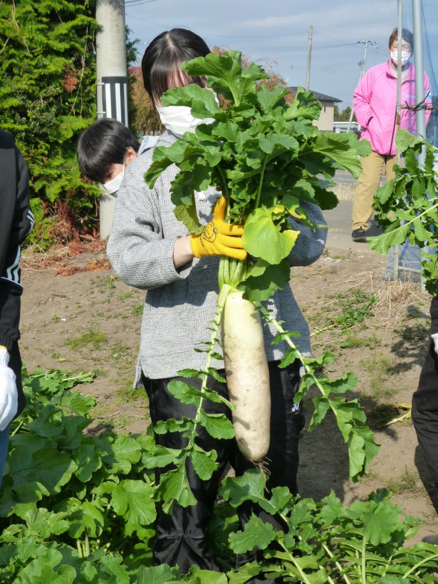 daikon