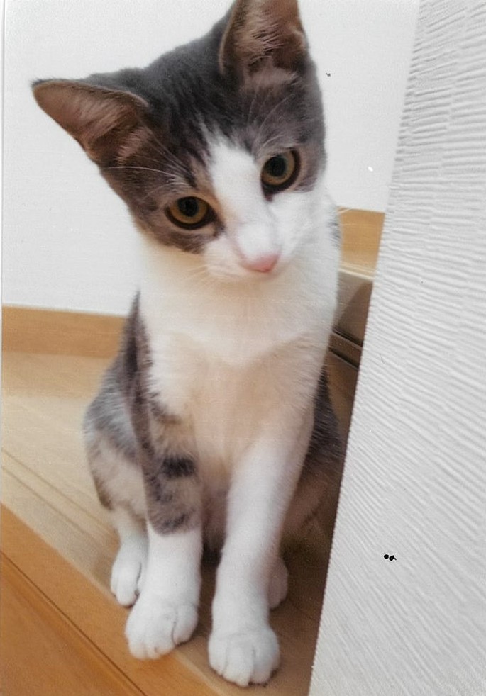 譲渡猫三郎くん