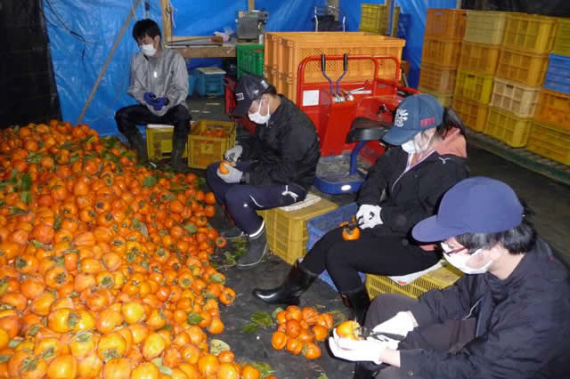 耕野地区（丸森町）での「ころ柿作り体験」