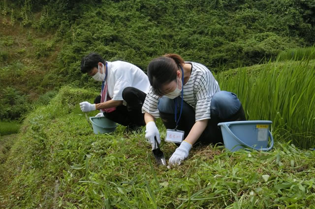沢尻の棚田（丸森町）での「ヒガンバナの球根植え体験」