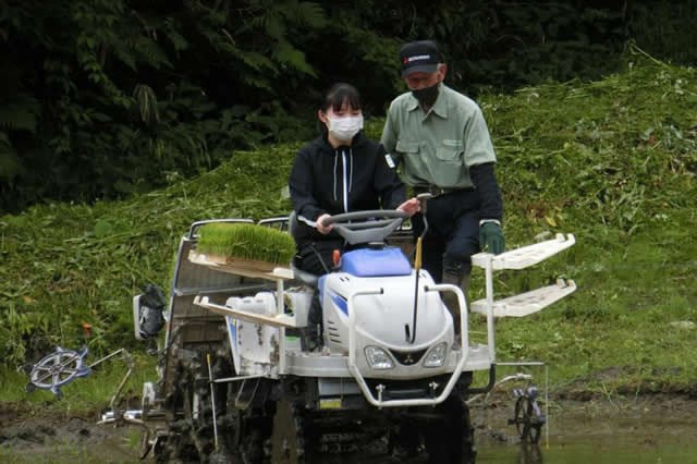 沢尻の棚田（丸森町）での田植え体験