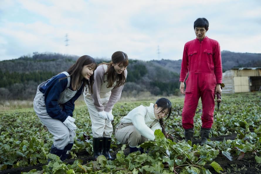 野菜を収穫