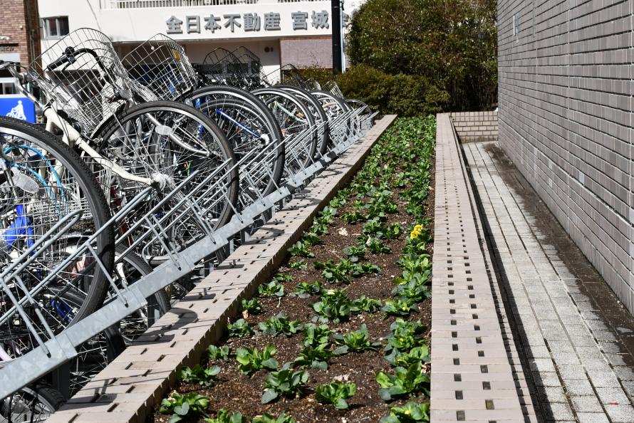 プロムナード完成