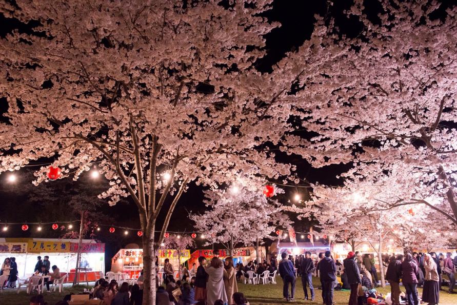 仙台市　西公園櫻岡花見