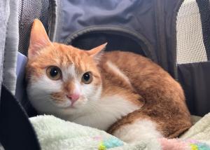 きなこ