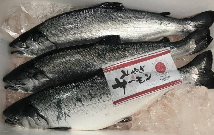 みやぎサーモン