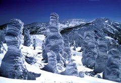蔵王の樹氷の写真