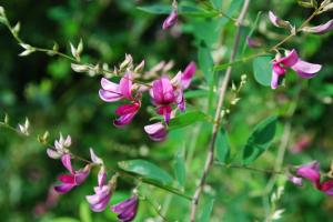 県の花 ミヤギノハギの写真