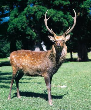 県の獣 シカの写真