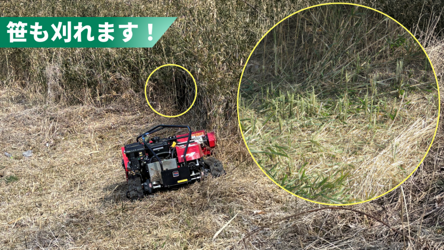 bamboo