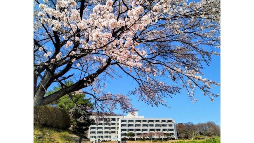 sakura