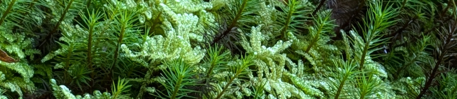 苔帯