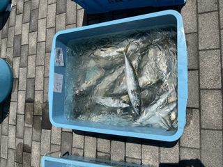 亘理荒浜水産物直売会