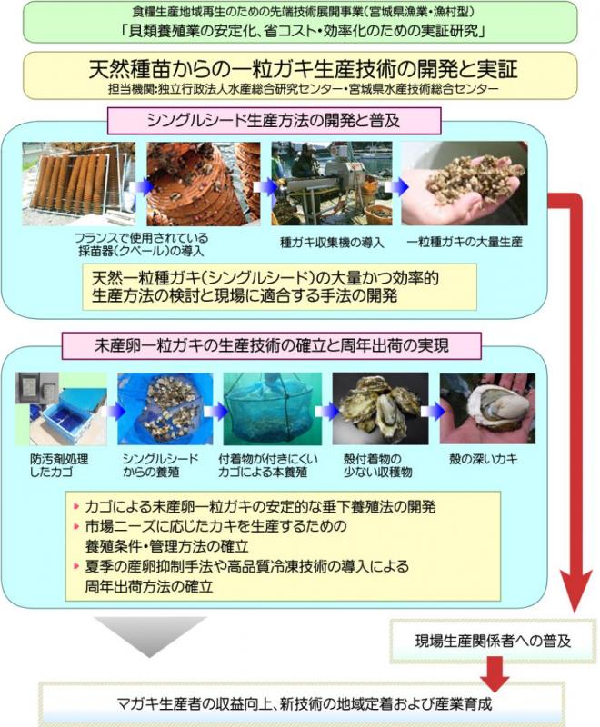中課題1小課題1：天然採苗からの一粒カキ生産技術の開発と実証の図解