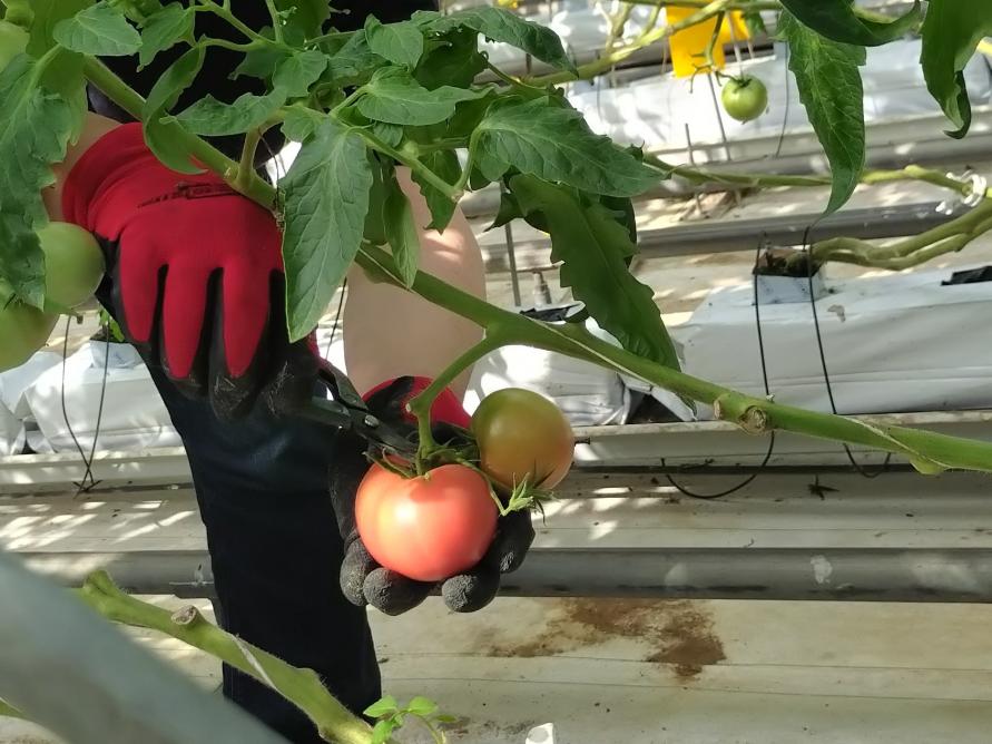 1_tomatoshuukaku