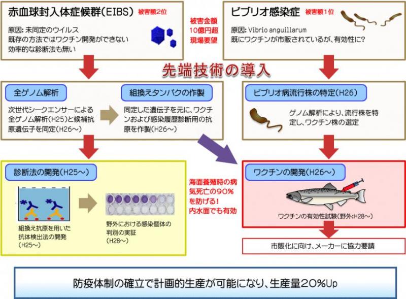 中課題3小課題1：養殖ギンザケの重要疾病に対する防除対策の図解