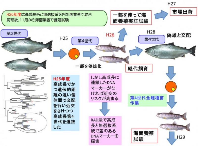 中課題3小課題2：高成長ギンザケ系統作出とその評価の図解