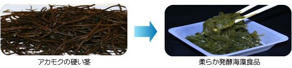 アカモクの硬い茎から柔らか発酵海藻食品