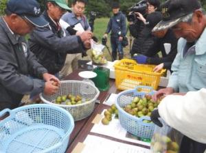 いちじく選定作業の様子