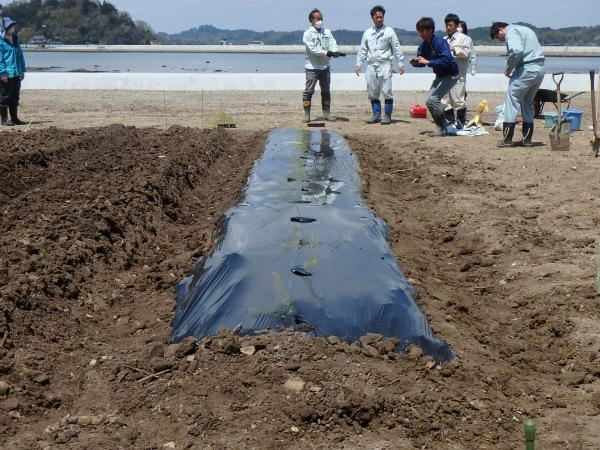 定植完了後（アスパラガス）