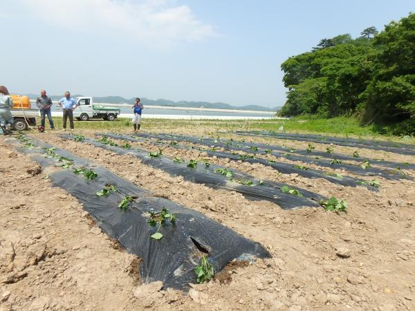 定植完了後（さつまいも）