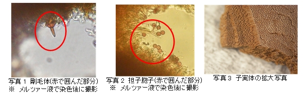 左写真から,チャアナタケモドキの剛毛体,チャアナタケモドキの担子胞子,チャアナタケモドキの子実体