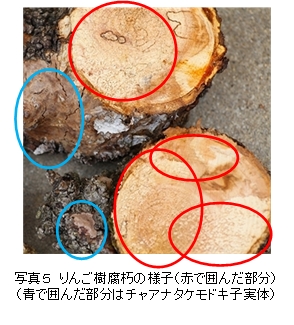 チャアナタケモドキによるりんご樹の腐朽状況の写真