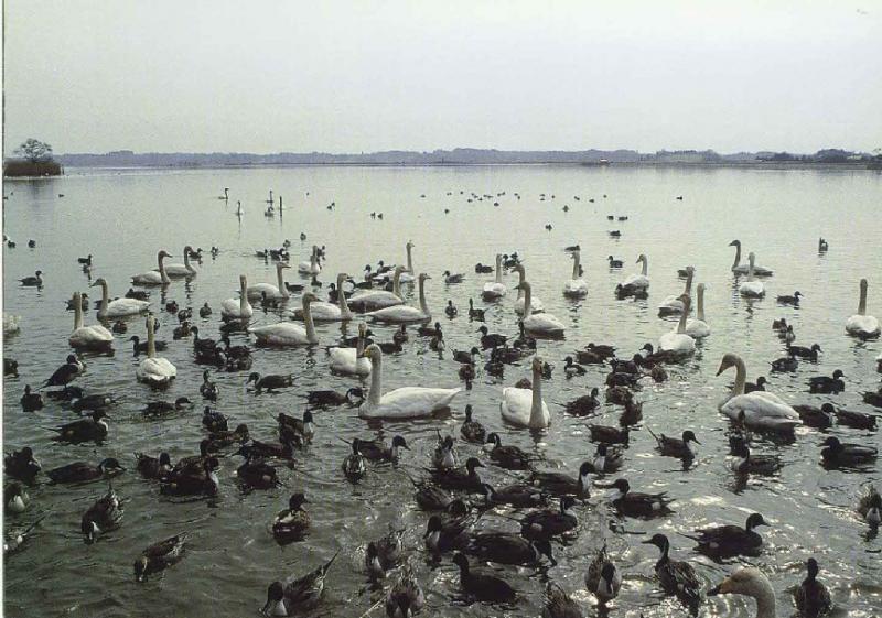 伊豆沼の鳥達