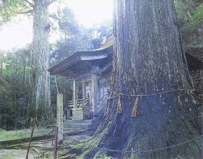 太郎坊、次郎坊の杉