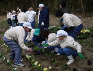 パンジー移植写真