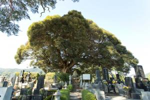 県指定天然記念物　称名寺のスダジイ1