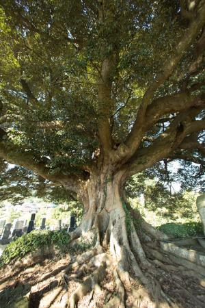 県指定天然記念物　称名寺のスダジイ2