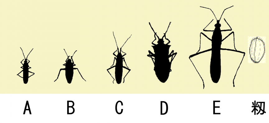 カメムシ比較