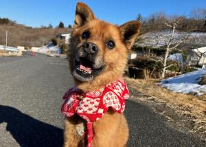 ブラウニー
