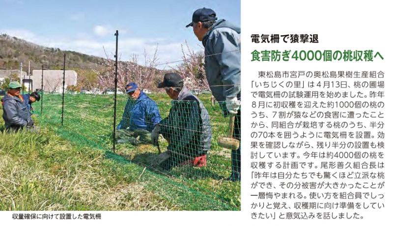 東松島市宮戸の奥松島果樹生産組合いちじくの里は,4月13日,猿などの食害を防ぐため,桃のほ場で電気柵の試験運用を始めました。