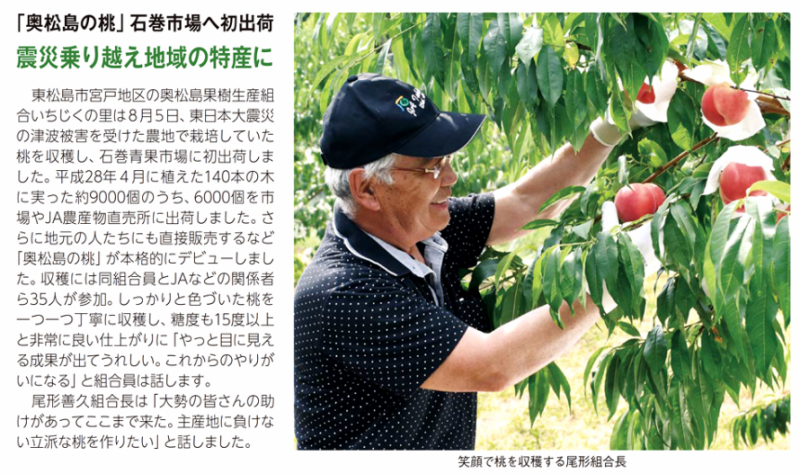 「東松島の桃」石巻市場へ初出荷記事