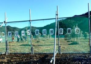 大川地区のオリーブ定植地の様子