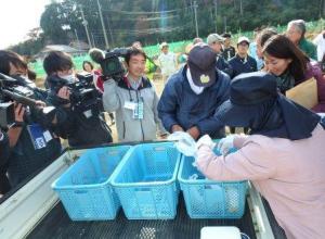 実の集荷作業の様子